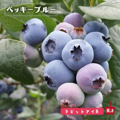 ベッキーブルー ラビットアイ系 ブルーベリー 苗 販売 苗木部 By 花ひろばオンライン