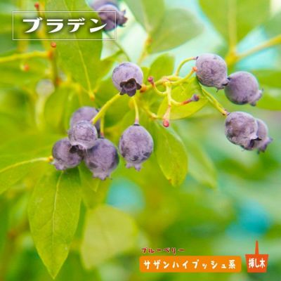 ブルーベリー苗　ミスティ　（ミスティー ）サザンハイブッシュ系　接木大苗　8号鉢 ブルーベリー苗 ミスティ （ミスティー ）サザンハイブッシュ系