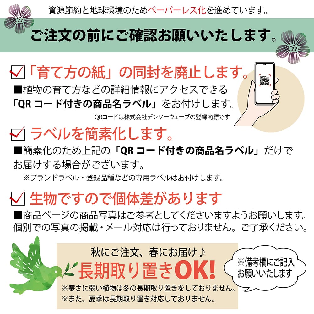 ■ブルーベリー■ブラッデン■大粒　ピンクの花■結実してます■ ブルーベリー サザンハイブッシュ系 ブラッデン 苗 通販 苗木部 By 花