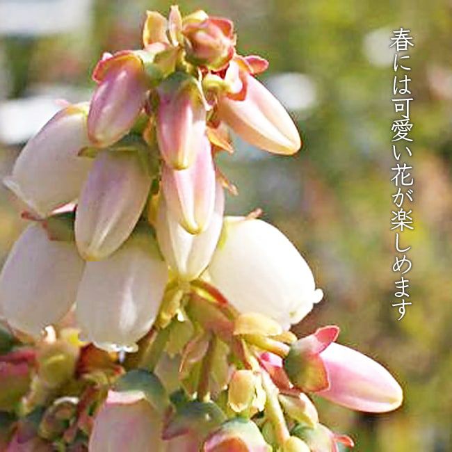 ■ブルーベリー■ブラッデン■大粒　ピンクの花■結実してます■ ブルーベリー サザンハイブッシュ系 ブラッデン 苗 販売 苗木部