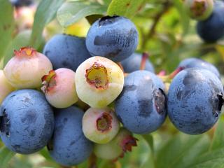 ■ブルーベリー■ブラッデン■大粒　ピンクの花■結実してます■ ブルーベリー サザンハイブッシュ系 ブラッデン 苗 通販 苗木部 By 花