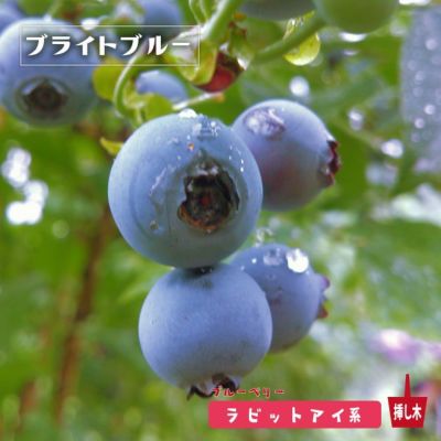 ブライトブルー ラビットアイ系 2年生挿木苗 ブルーベリー レビュー 苗木部 本店 By 花ひろばオンライン ブライトブルー ラビットアイ系 2年生挿木苗 ブルーベリー レビュー 苗木部 本店 By 花ひろばオンライン