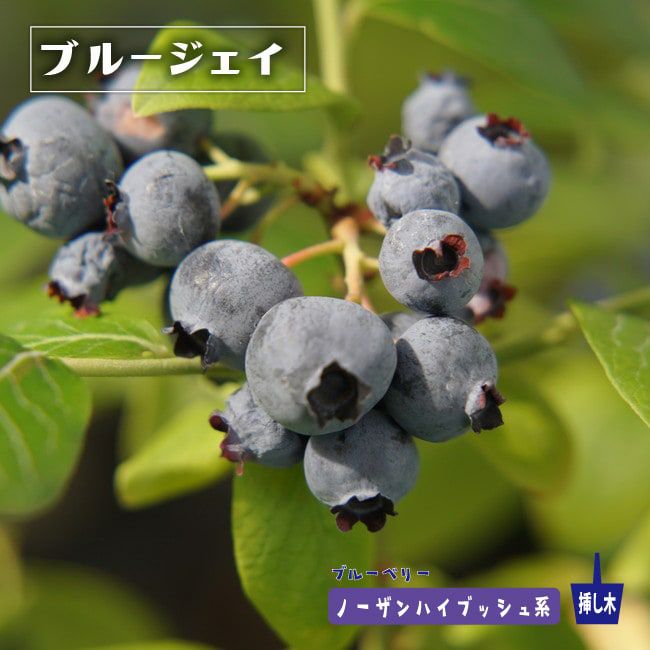 ブルージェイ ノーザンハイブッシュ系 ブルーベリー 苗 販売 苗木部 ブルージェイ ノーザンハイブッシュ系 ブルーベリー 苗 販売 苗木部