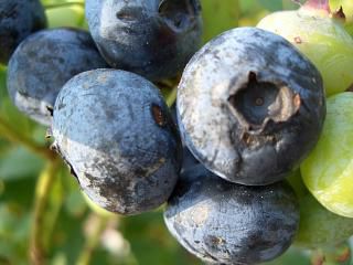 ブルーベリー ノーザンハイブッシュ系 ブルージェイ 苗 販売 苗木部