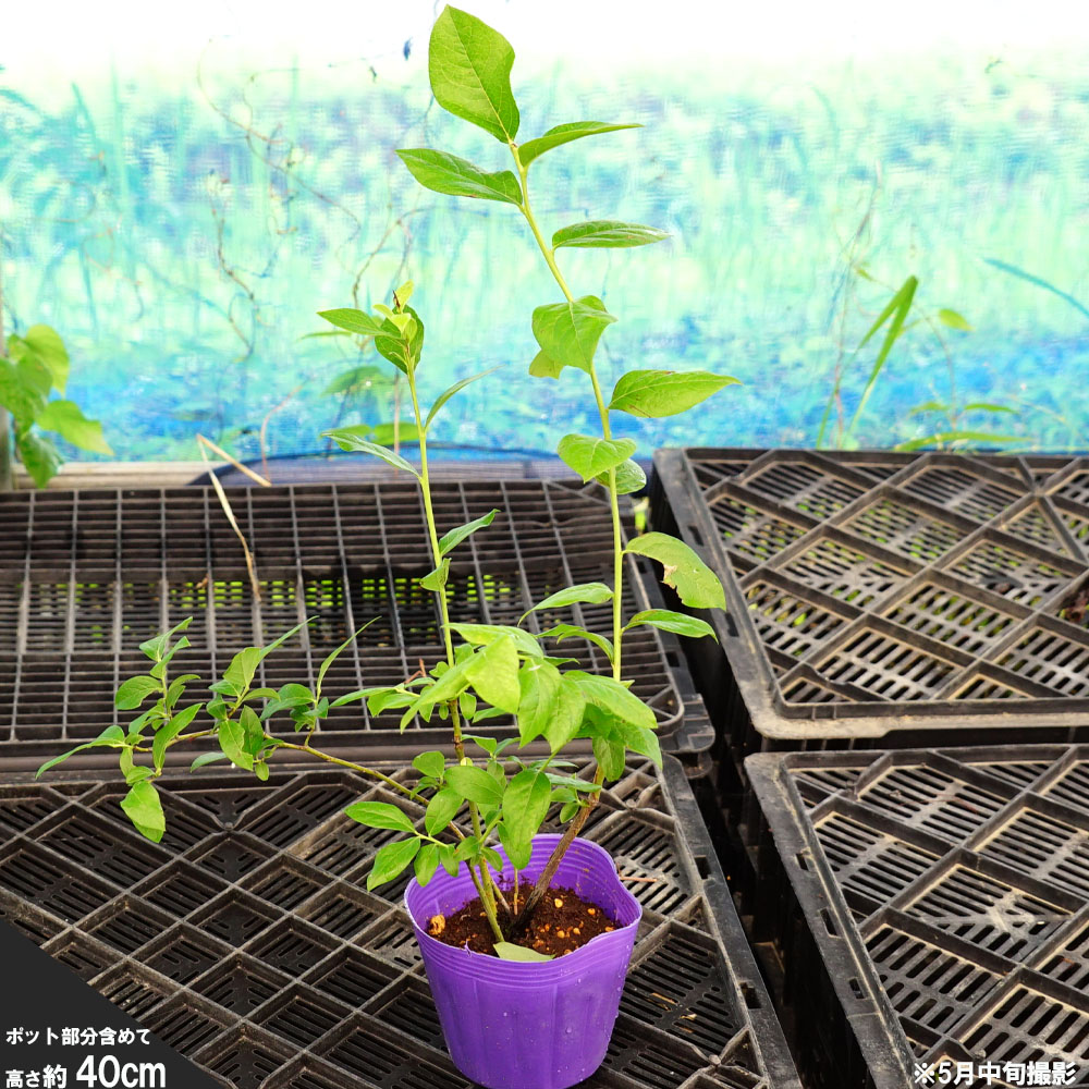 ブルーベリー ティフブルー 15cmポット 60本セット 植木 樹高0 4m前後 苗 苗木 送料無料 一番人気物 樹高0 4m前後