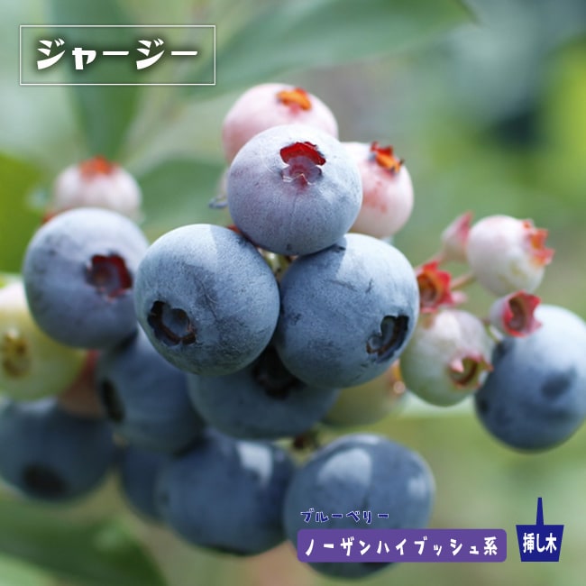 000000004124-01-m.jpg?t=