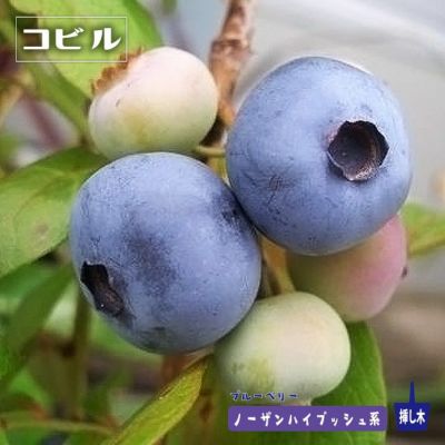 コビル ノーザンハイブッシュ系 ブルーベリー 苗 おすすめ 苗木部