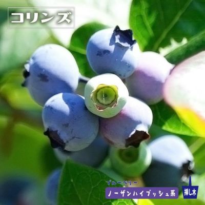 デューク ノーザンハイブッシュ系 ブルーベリー 苗 販売 苗木部 By 花ひろばオンライン デューク ノーザンハイブッシュ系 ブルーベリー 苗 販売 苗木部 By 花ひろばオンライン