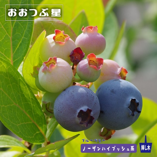 ブルーブッシュ大株品 / 768 贖う