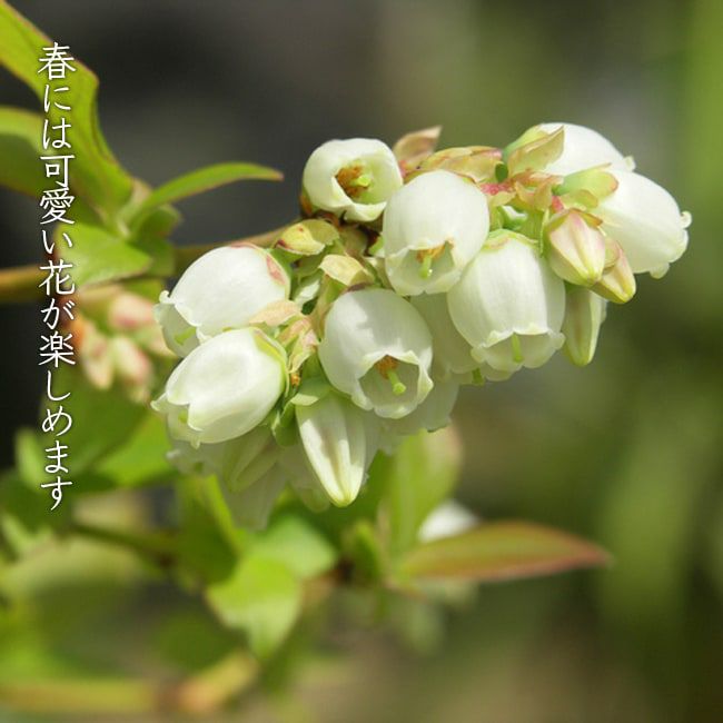 000000004145-05-l.jpg?t=