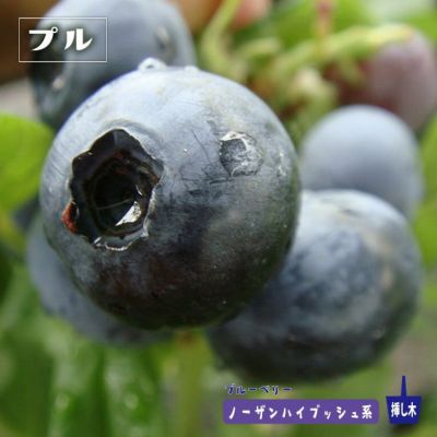 エチョータ ノーザンハイブッシュ系 ブルーベリー 苗 通販 苗木部