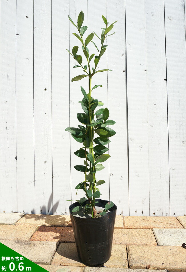 ブルーベリー苗　チャンドラー＆シャープブルー大苗2本セット ブルーベリー苗 チャンドラー＆シャープブルー大苗2本セット