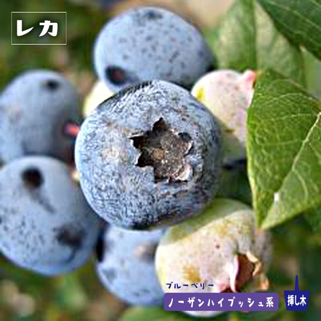 レカ ノーザンハイブッシュ系 ブルーベリー 苗 販売 苗木部 By 花