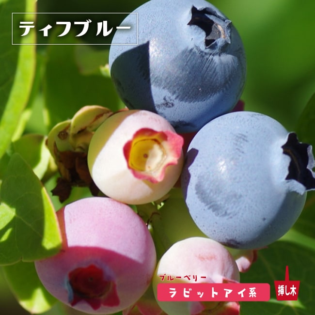 ホームベル ラビットアイ系 ブルーベリー 苗 販売 苗木部 By 花ひろばオンライン