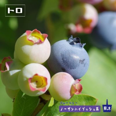 エチョータ ノーザンハイブッシュ系 ブルーベリー 苗 通販 苗木部