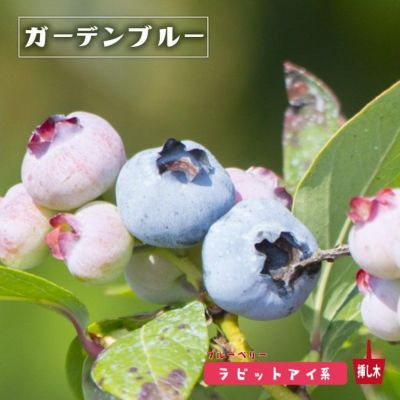 ガーデンブルー ラビットアイ系 ブルーベリー 苗 販売 苗木部 By 花ひろばオンライン