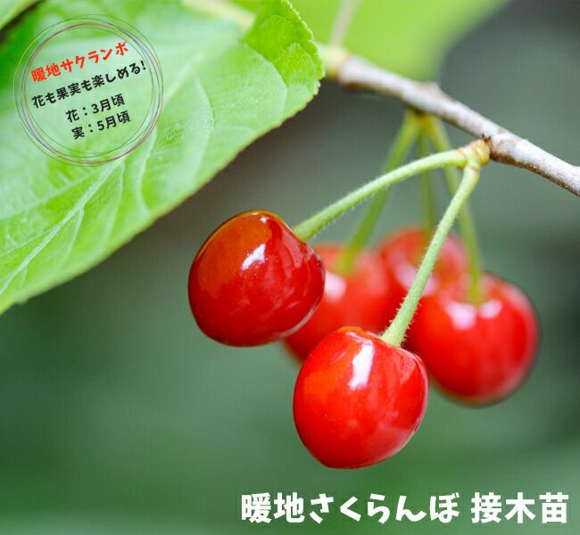 【楽天市場】 送料無料 さくらんぼ 苗木 【さくらんぼ2品種 受粉相性OKセット 香夏錦 × 黄色いサクランボ】 1年生 接ぎ木苗 ×2本セット  （ニーム小袋付き） チェリー 桜桃 さくらんぼ苗 果樹 果樹苗 ※北海道・沖縄は送料無料適用外です。 : 苗木の専門店 