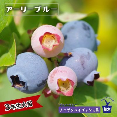 あじさい 苗 西洋アジサイ ラ ベッラ 5号ポット苗 紫陽花 庭木 落葉樹 低木