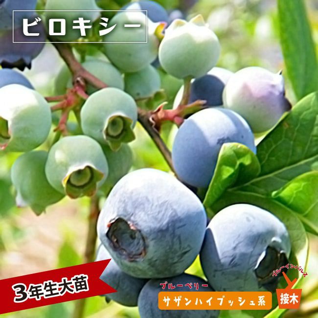 000000004185-01-l.jpg?t=