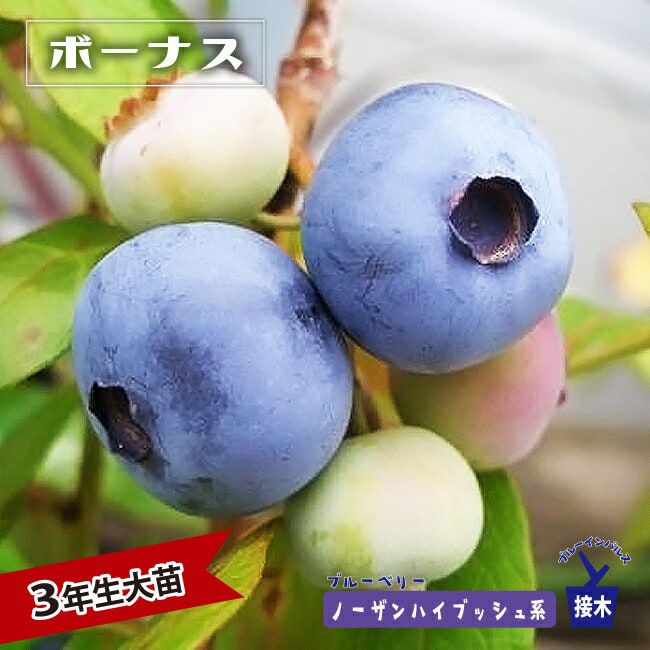 ボーナス ノーザンハイブッシュ系 ブルーベリー 苗 おすすめ 苗木部
