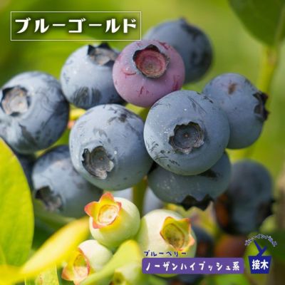 ブルーベリー サザンハイブッシュ系 ビロキシーのおすすめ 苗木部