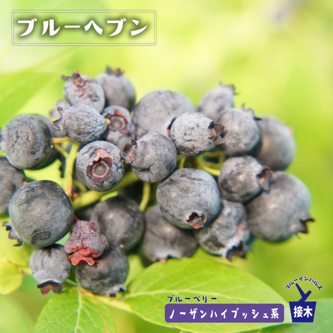 ブルーヘブン ノーザンハイブッシュ系 ブルーベリー 苗 通販 苗木部