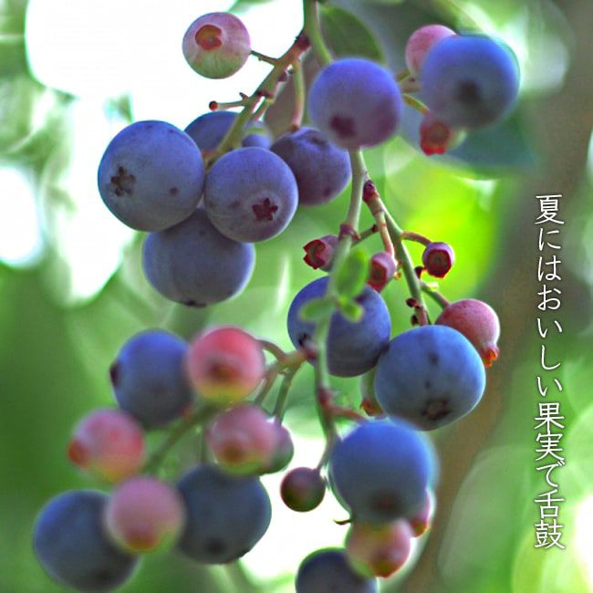 ブルーベリー ノーザンハイブッシュ系 ブルーレイ 苗 通販 苗木部