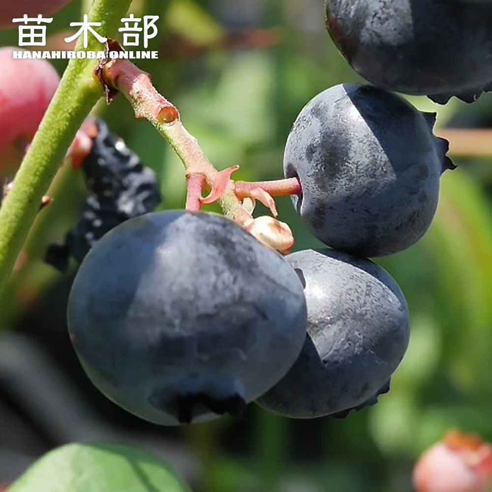 000000004209-01-l.jpg?t=