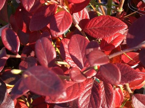 ブルーベリー ノーザンハイブッシュ系 チャンドラー 苗 おすすめ 苗木部