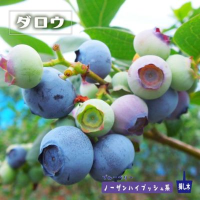 ブルーベリー サザンハイブッシュ系 オニール 苗 通販 苗木部 By
