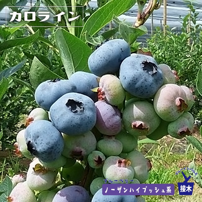 カロラインブルー ノーザンハイブッシュ系 ブルーベリー 苗 販売 苗木部