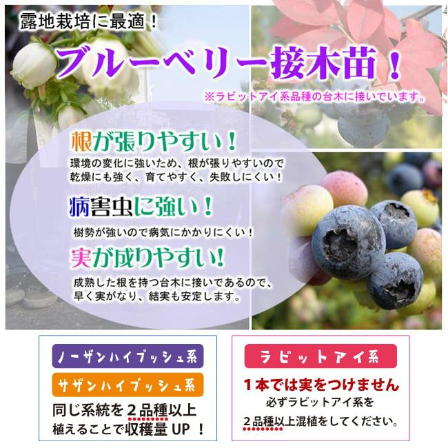 ブルーベリー サザンハイブッシュ系 ミスティー 苗 育て方 苗木部