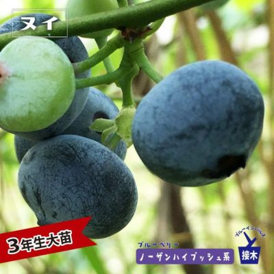 ヌイ ノーザンハイブッシュ系 ブルーベリー 苗 通販 苗木部 By
