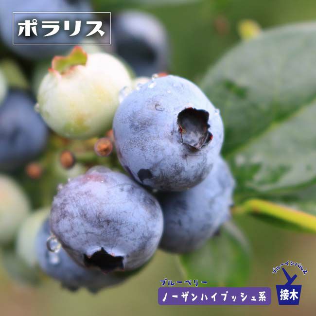ブルーベリー ポラリス 苗 販売 苗木部 By 花ひろばオンライン