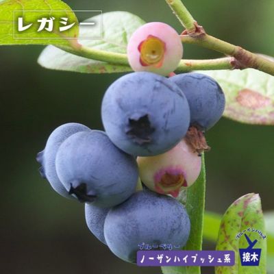 ブルーベリー ノーザンハイブッシュ系 レガシーの販売 苗木部 By