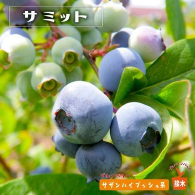ブルーベリーの苗木一覧 果樹苗専門店の通販 苗木部 By 花ひろばオンライン本店 ブルーベリーの苗木一覧 果樹苗専門店の通販 苗木部 By 花ひろばオンライン本店