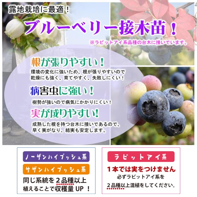 サミット サザンハイブッシュ系 ブルーベリー 苗 販売 苗木部 By 花ひろばオンライン