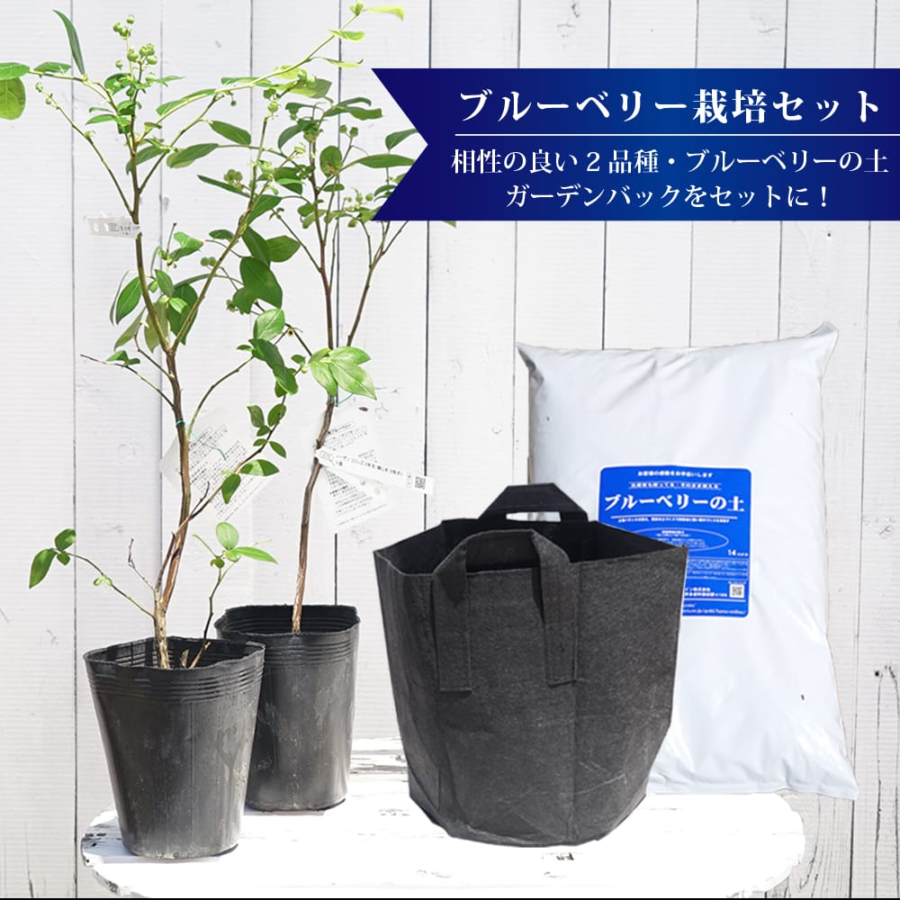 味で選んだ ブルーベリー 簡単スタートセット サザンハイブッシュ系 苗木 ２本 ブルーベリーの土 ガーデンバッグの簡単スタートセット 苗木部 本店 By 花ひろばオンライン
