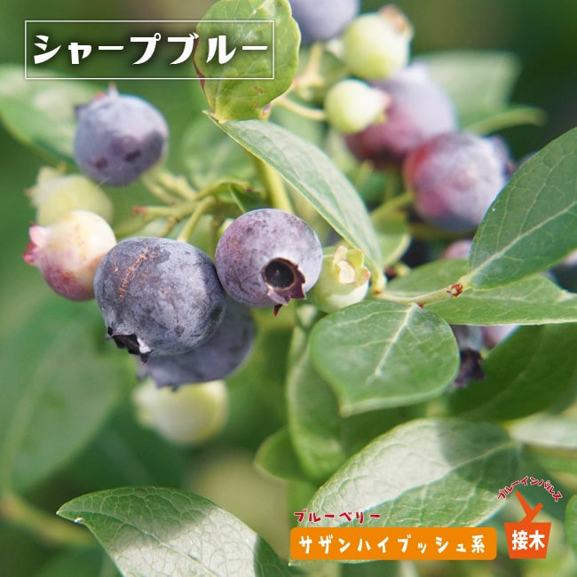 サンシャインブルー サザンハイブッシュ系 ブルーベリー 苗 販売 苗木部