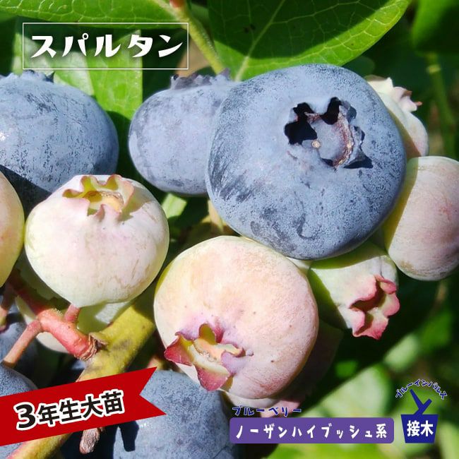 000000004317-01-l.jpg?t=