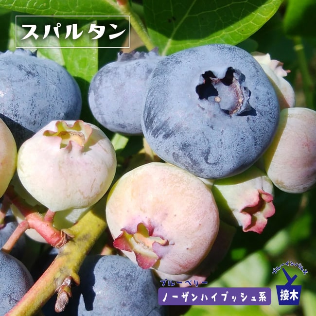 デューク ノーザンハイブッシュ系 ブルーベリー 苗 おすすめ 苗木部