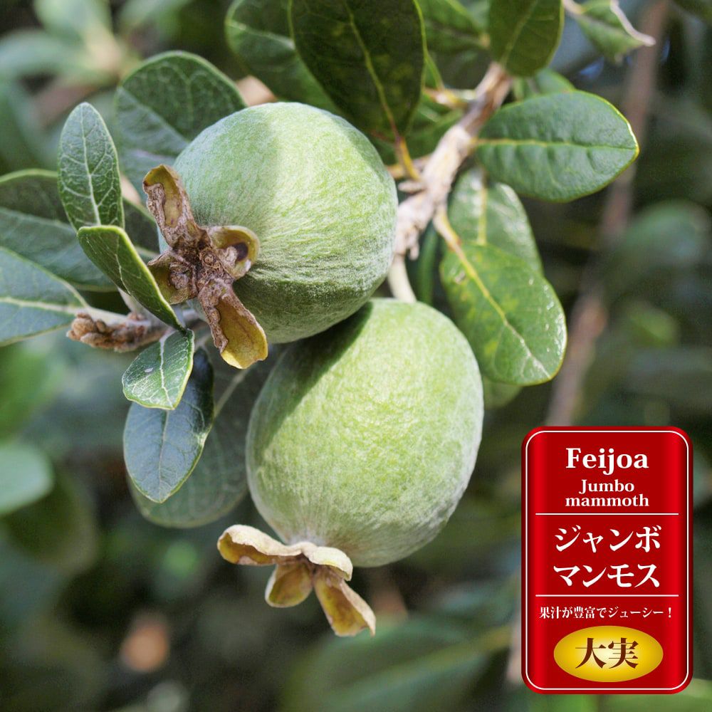 フェイジョア苗（アポロ、マンモス）2本セット