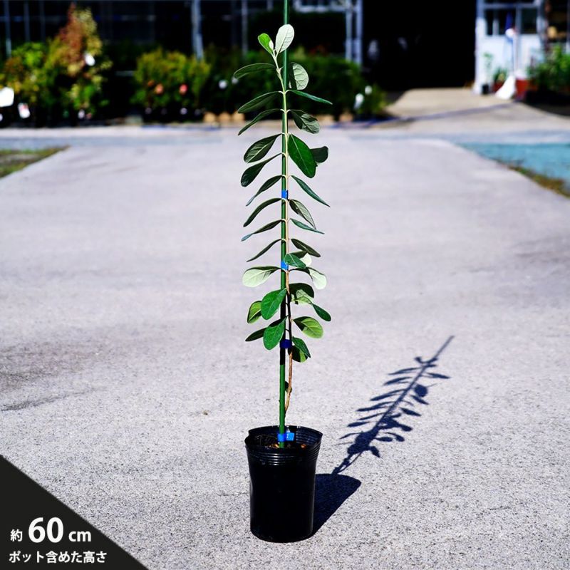 000000004336-05-l.jpg?t=