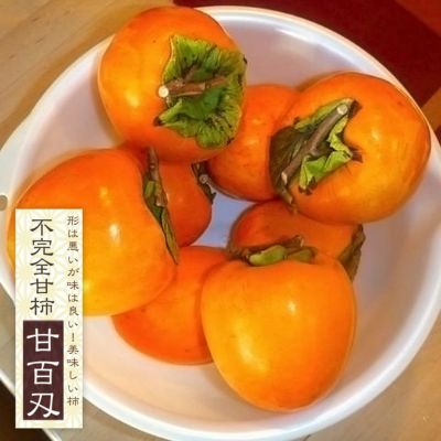 注文割引 貴秋柿(きしゅう柿)接木苗木 食品