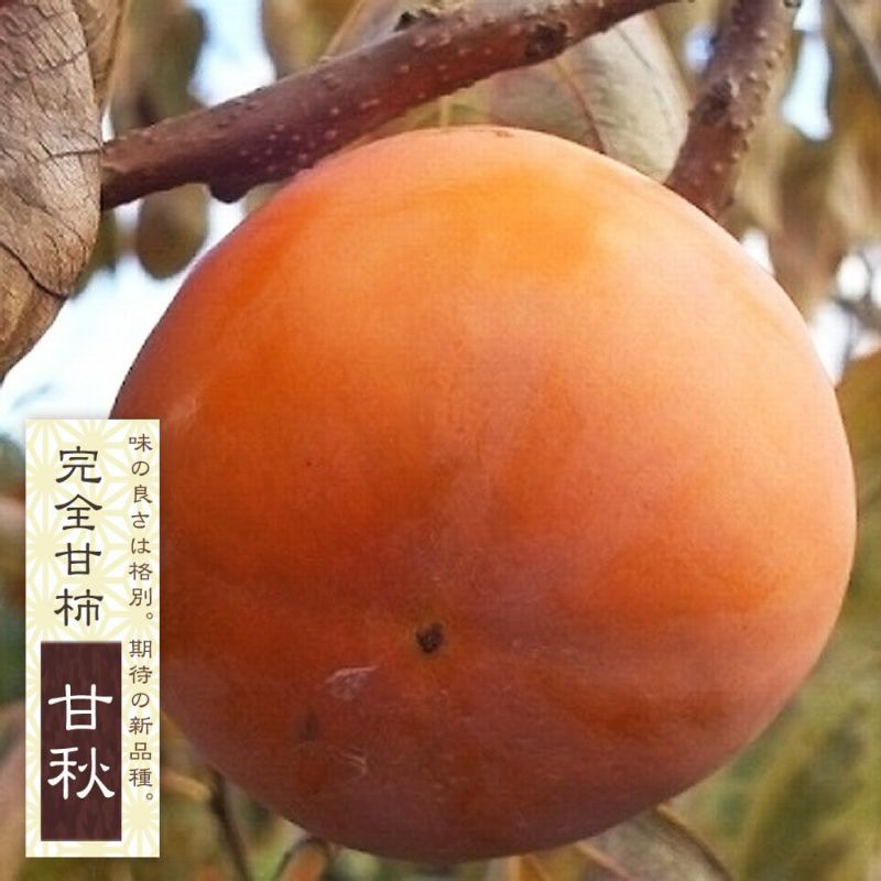 甘秋柿 新品種 完全極甘柿 PVP接木苗木 - 野菜、果物