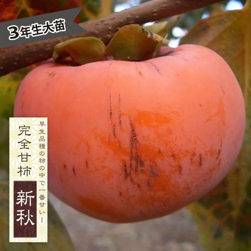 柿 完全甘柿 新秋 苗 おすすめ 苗木部 By 花ひろばオンライン