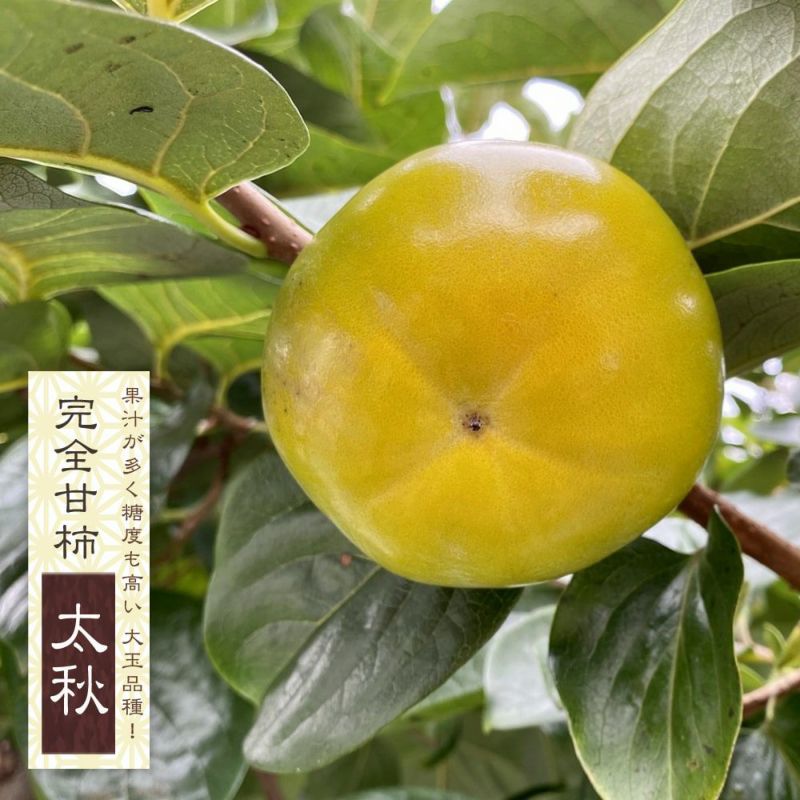 ジャンボ甘柿 太秋(たいしゅう)極甘品種 苗木