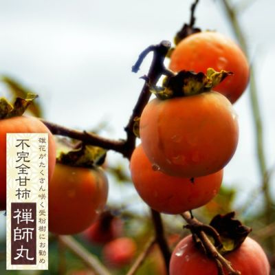 柿-甘柿 | 苗木部 本店 By 花ひろばオンライン