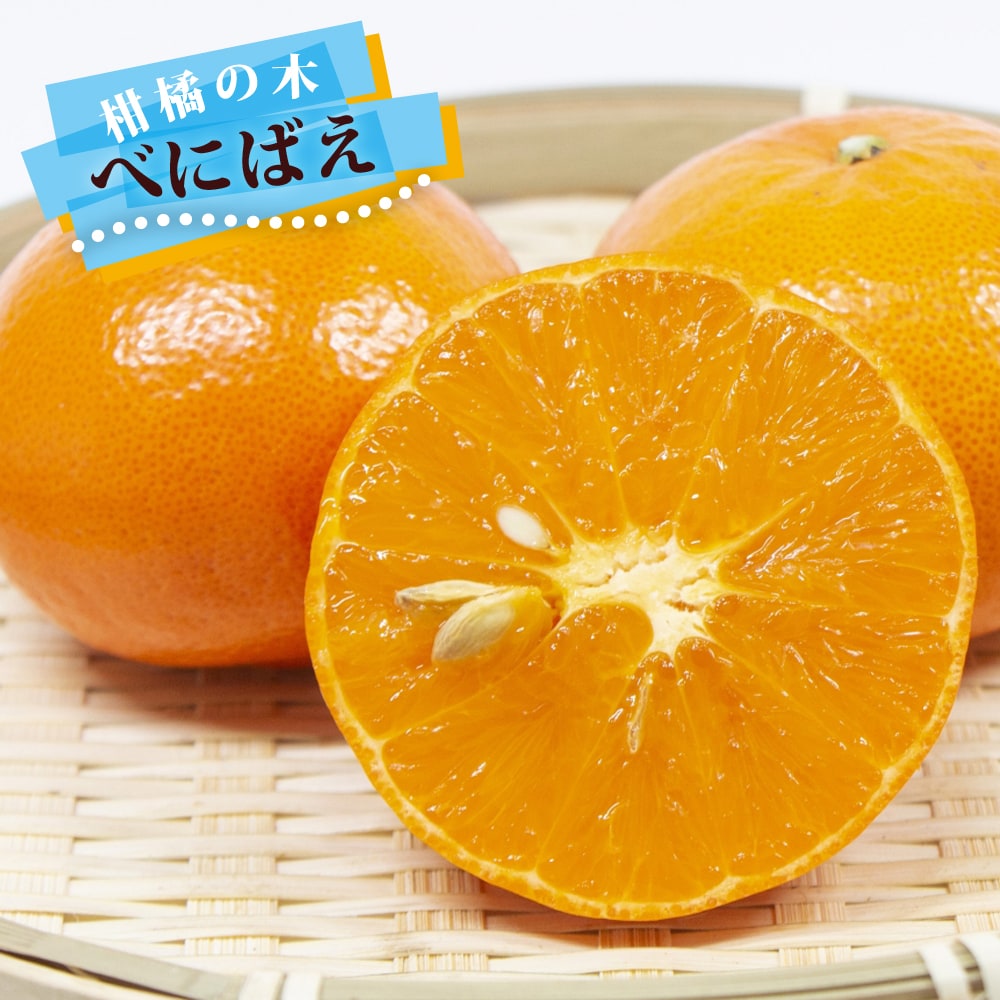 u*n様 せとか 4年生 苗木 登録品種（Blog - 三重県に暮らす・旅するWEB 