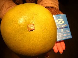 チャンドラポメロの苗木 約1.5メートルほど　 無農薬 チャンドラポメロの苗木 約1.5メートルほど 無農薬 チャンドラポメロ